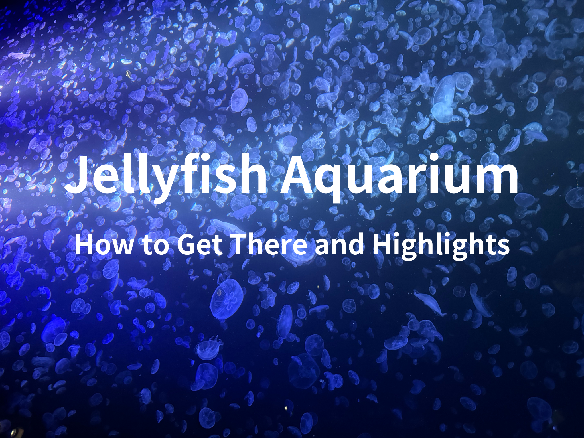 The World’s Leading Jellyfish Aquarium: A Graceful and Educational Experience. How to Get There and Highlights